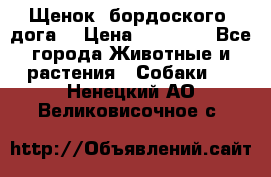 Щенок  бордоского  дога. › Цена ­ 60 000 - Все города Животные и растения » Собаки   . Ненецкий АО,Великовисочное с.